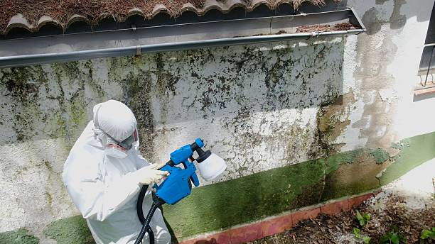 Trusted Attic Mold Removal service in Elizabeth, NJ - Cheap Mold Removal